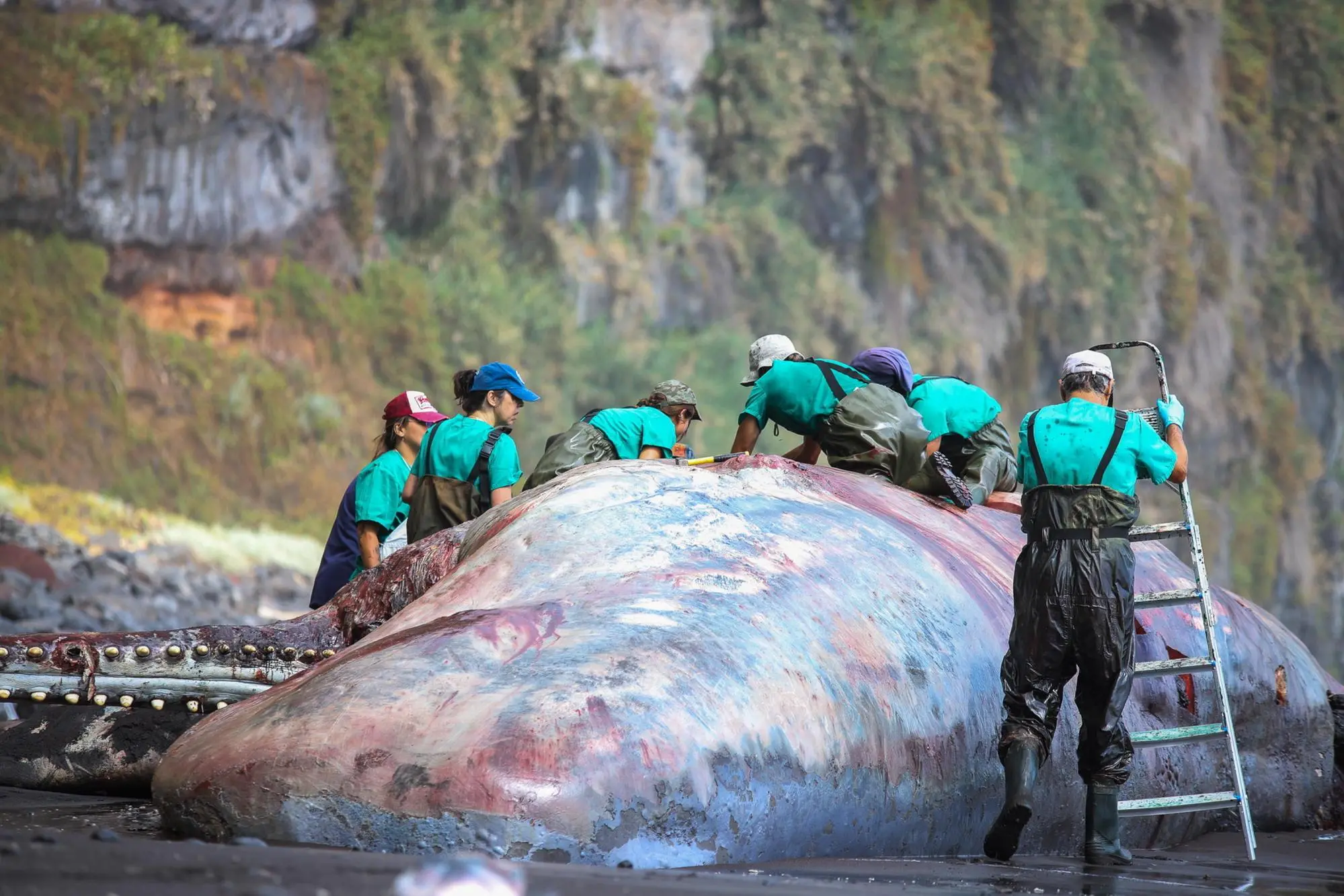 epa10647807 A group of workers from the veterinarian forensic department of the University Institute for Animal Health of the ULPGC (Las Palmas de Gran Canaria University) examine a dead sperm whale beached on Nogales beach in La Palma, Canary Islands, Spain, 23 May 2023. EPA/LUIS G MORERA