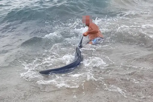 Il salvataggio della verdesca (foto concessa)