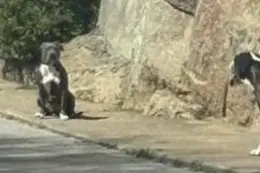 Uno dei due cani che ha aggredito il bambino
