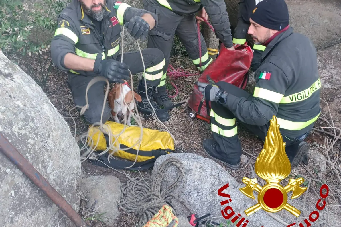 Il cane da caccia salvato dai vigili del fuoco