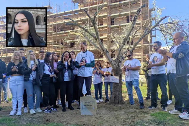 L'ulivo piantato per ricordare Najibe