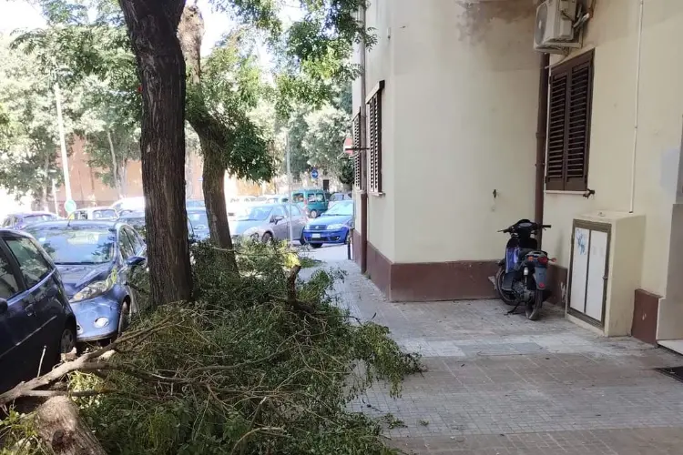 Uno degli alberi crollati (foto Pala)