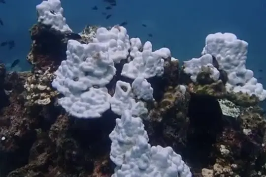 Una speranza contro lo sbiancamento delle barriere coralline