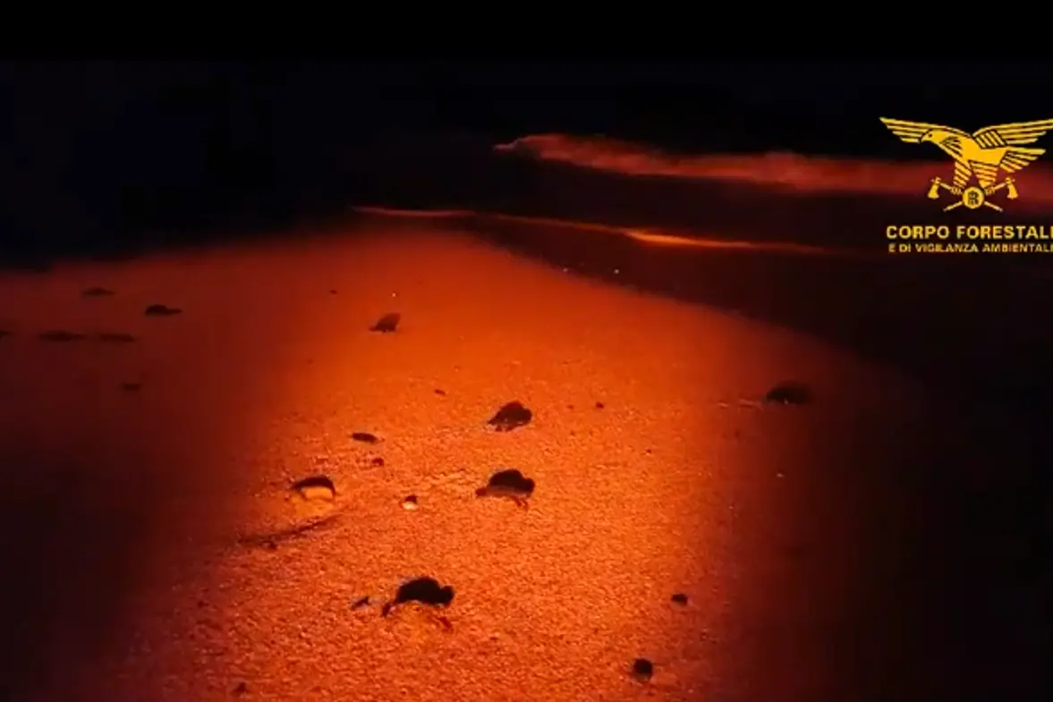 La schiusa nella spiaggia di Lotzorai (frame da video)