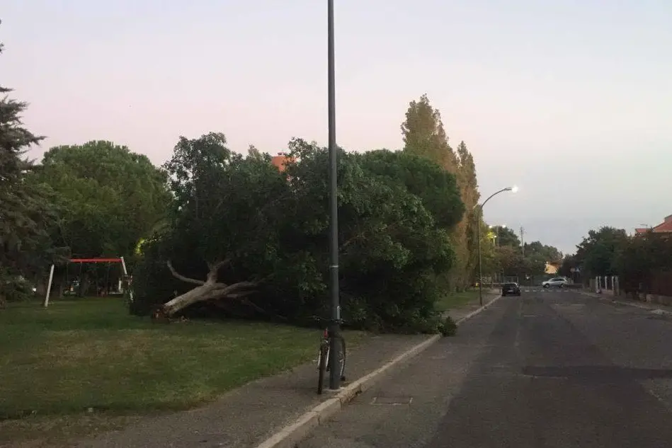 Il grosso albero caduto