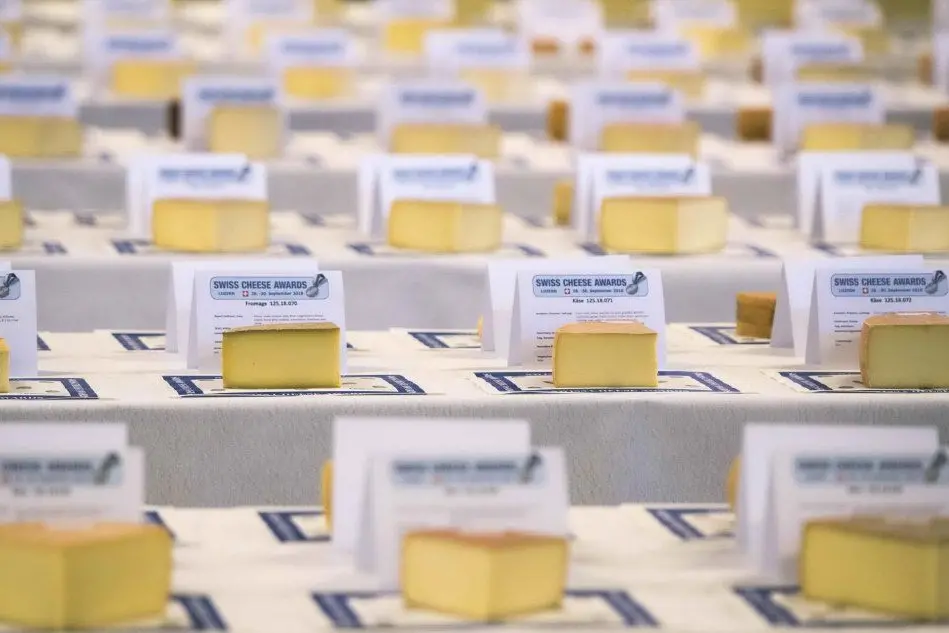 A Lucerna la gara per il Miglior formaggio svizzero del 2018 (Ansa)