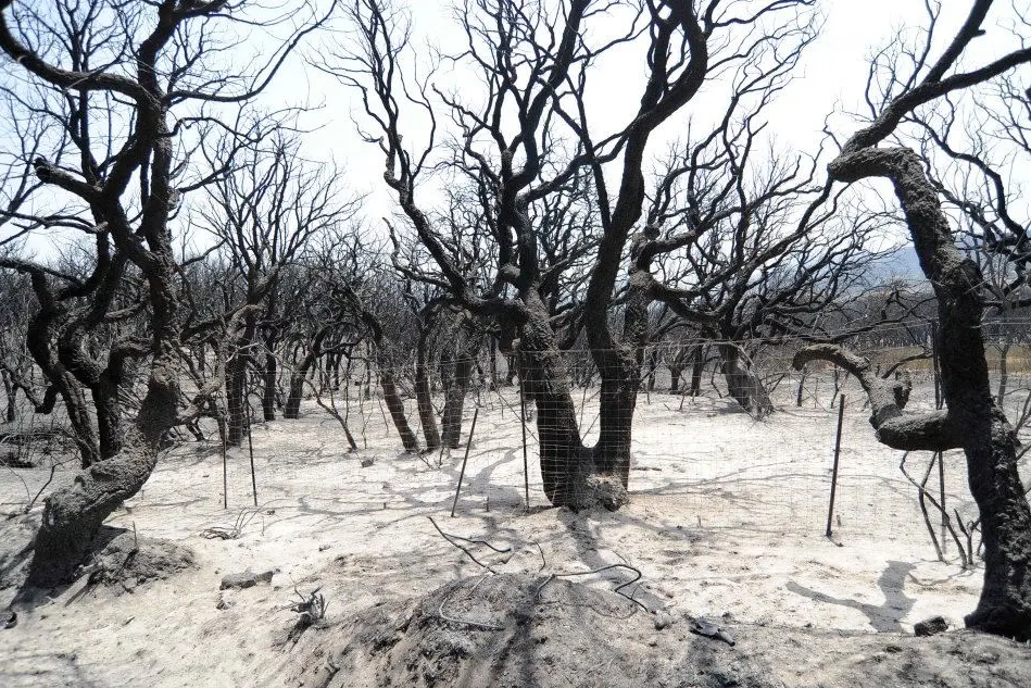 Il bosco distrutto dalle fiamme