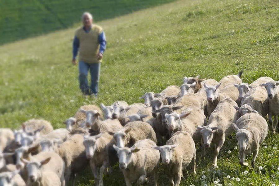 Roma, il pastore sardo che ha aggredito i bimbi rom: le due versioni a confronto