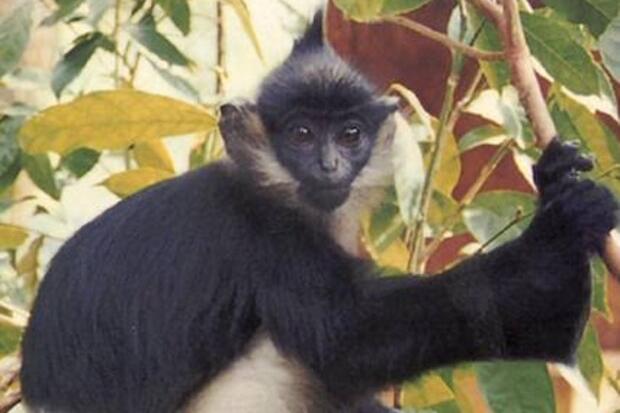 Vaiolo delle scimmie, il ministero: “In alcuni casi valutare vaccinazioni e quarantene”