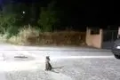 Iglesias, una volpe tra le strade cittadine: l’episodio in via Pacinotti