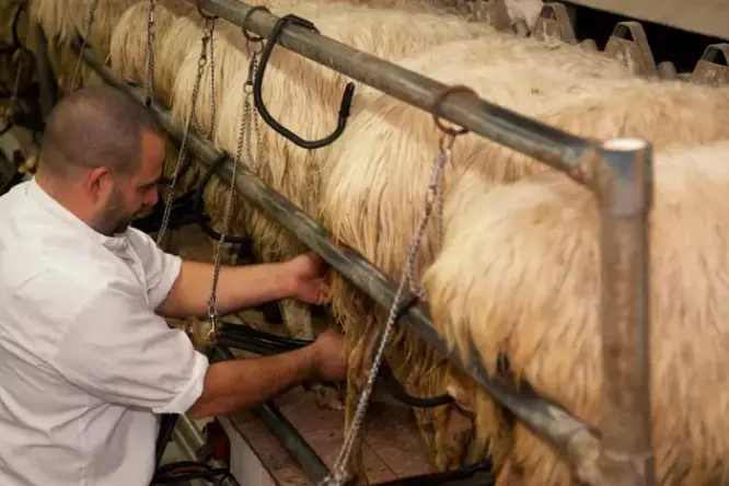 Mungitura di pecore sarde (archivio L'Unione Sarda)