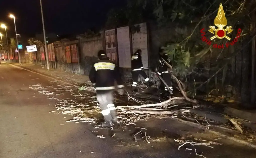 Il ramo crollato in via Dei Valenzani (foto vigili del fuoco)