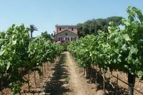 Un vitigno di Sella&Mosca