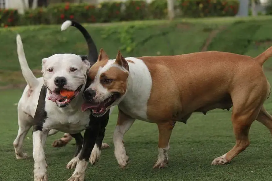 Due pitbull (foto Pixabay)