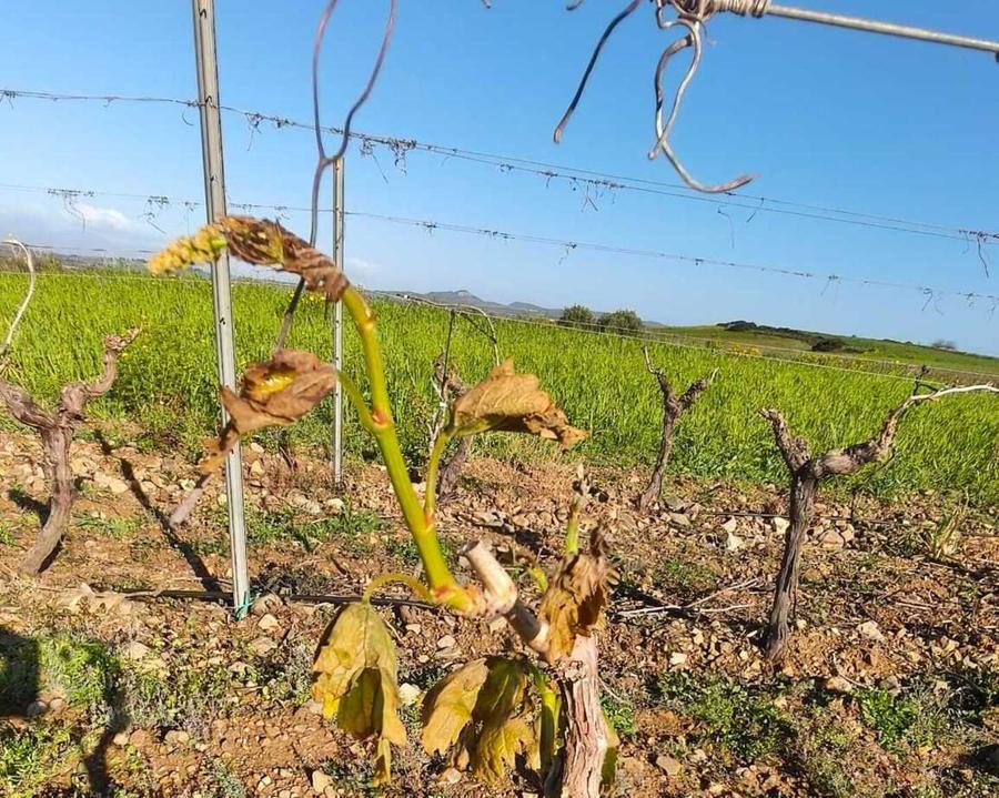 Maltempo, viticoltura in ginocchio