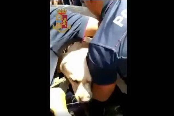 Chiuso in auto sotto il sole, Labrador salvato dalla polizia VIDEO