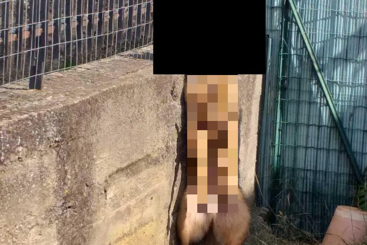 Il cane impiccato