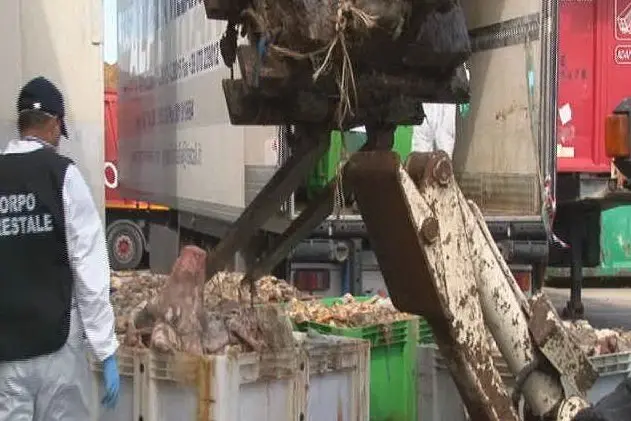 Il carico sequestrato ieri dalla Forestale