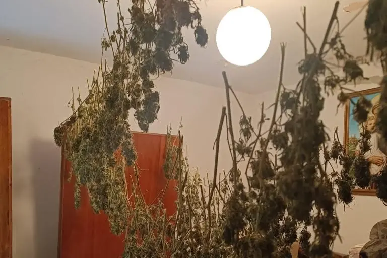 La cannabis messa ad essiccare nella stanza (foto Carabinieri di Oristano)