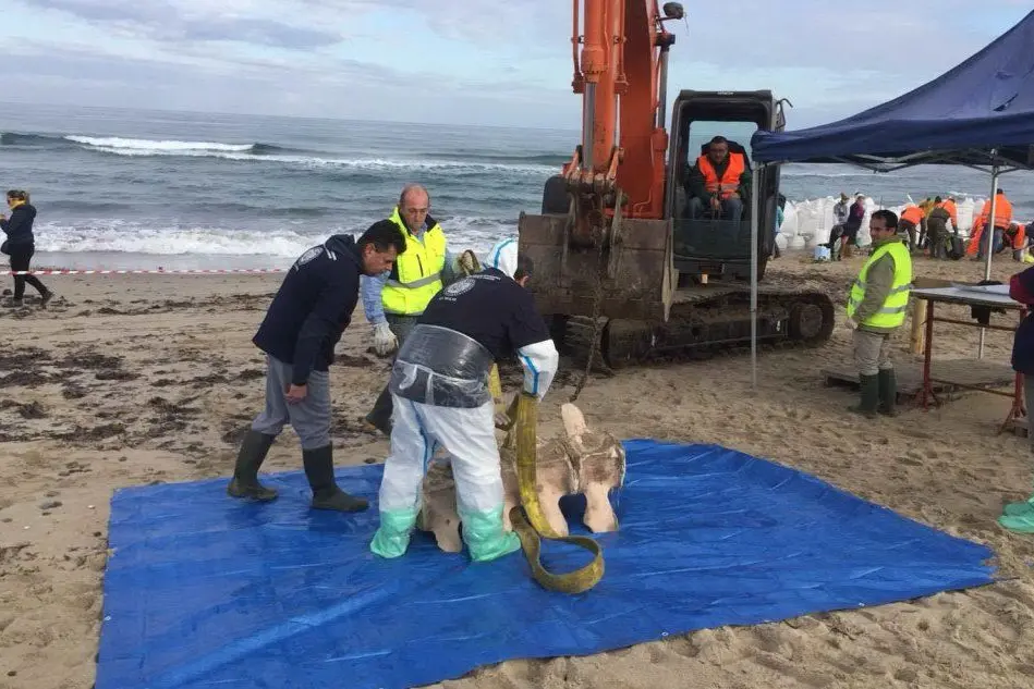 Iniziata a Platamona la rimozione dello scheletro della balena spiaggiata