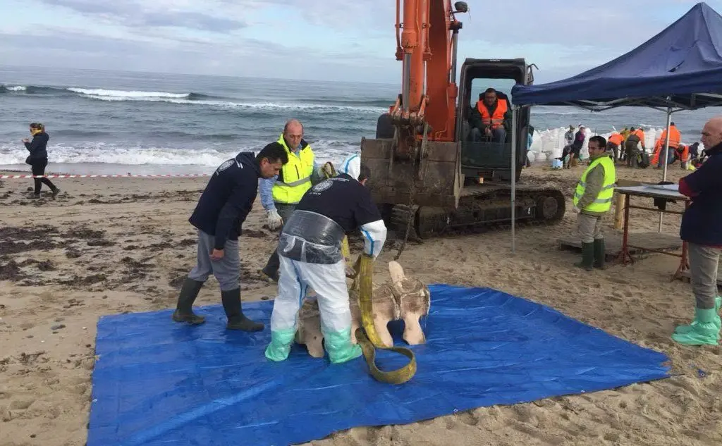 Iniziata a Platamona la rimozione dello scheletro della balena spiaggiata