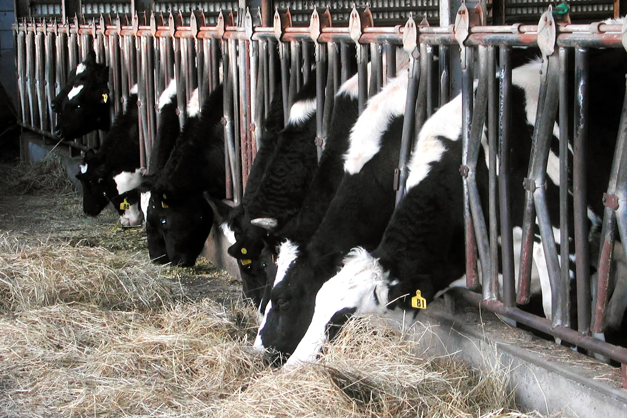 Nuove regole per la movimentazione di ovini e bovini in Sardegna  (L'Unione Sarda)
