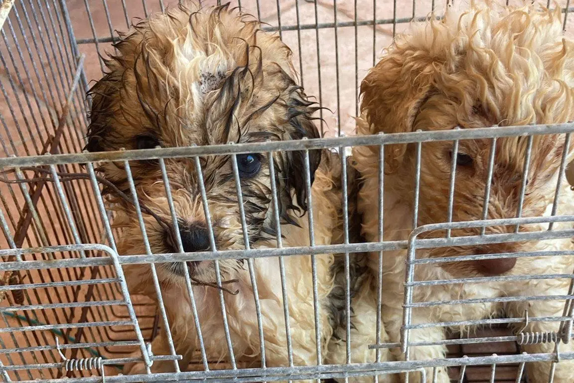 I due cuccioli abbandonati