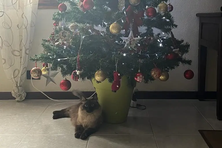Auguri da Antonella Piras da Uta