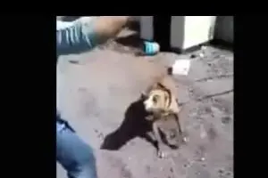 Il cane inferocito durante le molestie