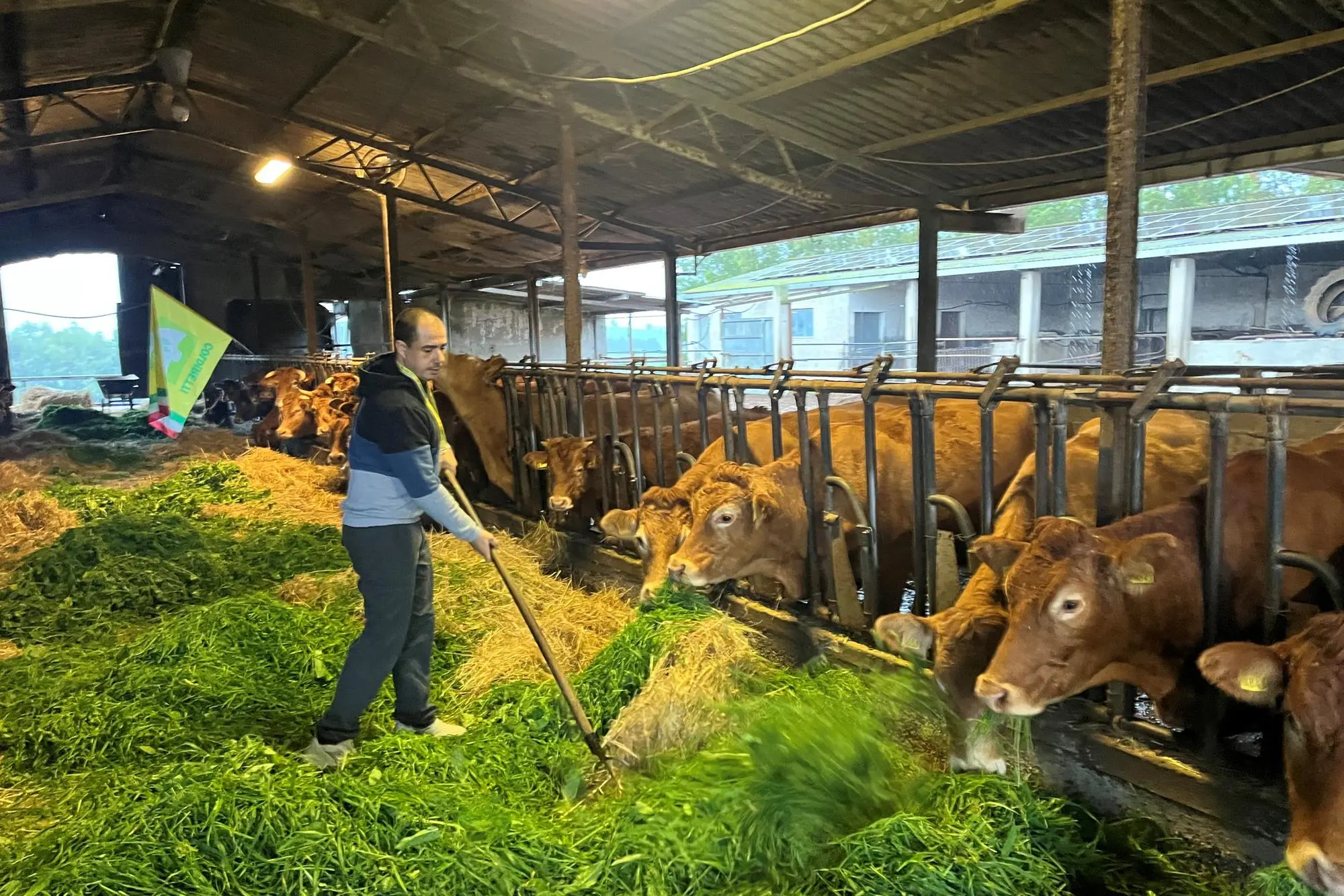 Un allevamento di bovini a Domusnovas