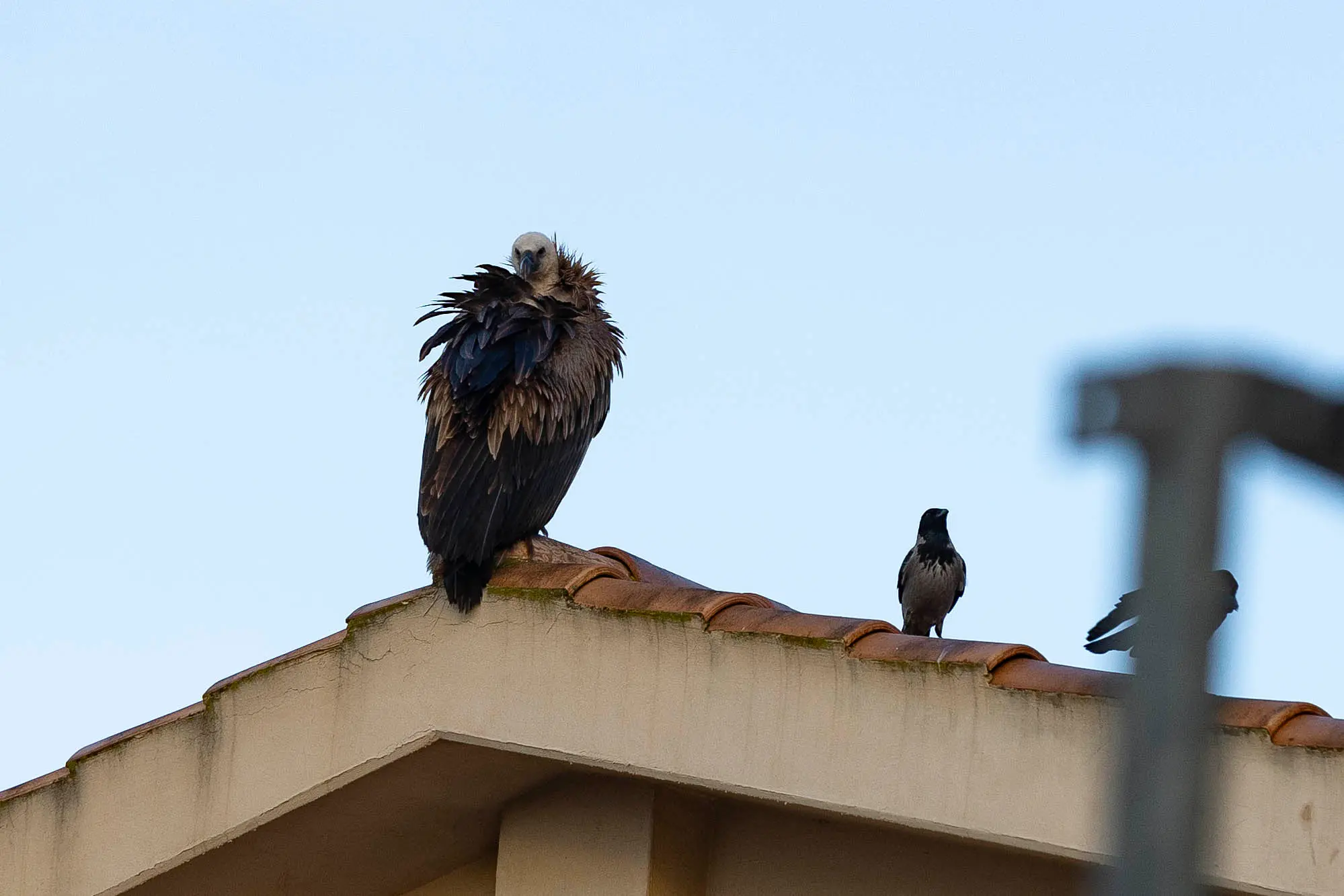 Il grifone questa mattina a Carbonia (foto Fabio Murru)