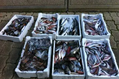 Cassette colme di pesce