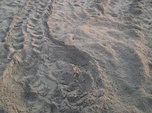 Le tracce lasciate sulla sabbia dalla Caretta caretta (foto concessa)