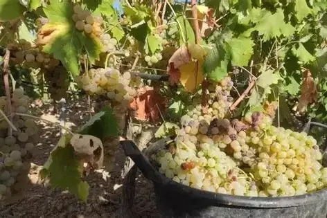 Vendemmia (Archivio L'Unione Sarda)