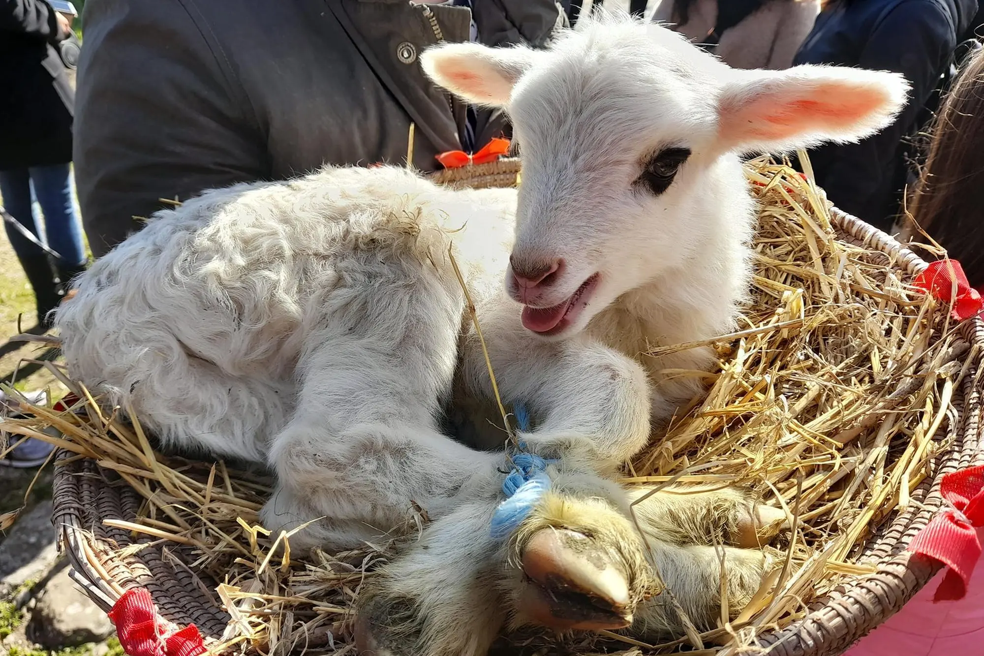 La benedizione a Senorbì (foto concessa)