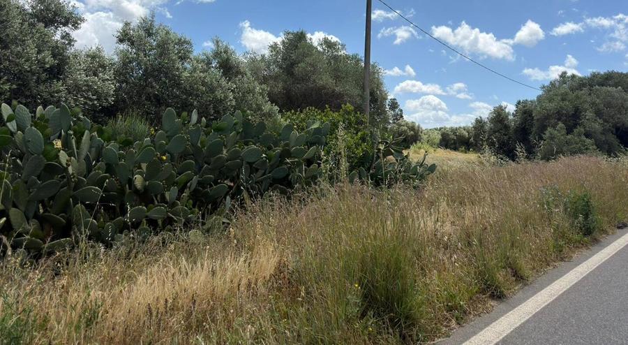 Strade e cunette invase dalle erbacce