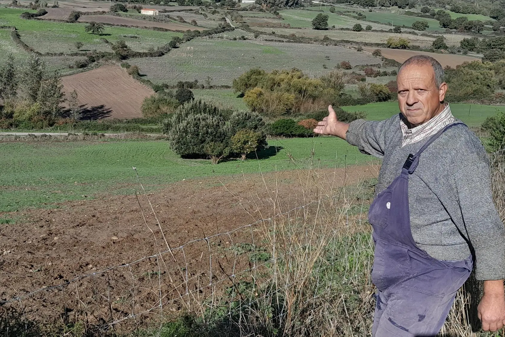 Un allevatore indica le devastazioni dei cinghiali in località Scala Perdosa (L'Unione Sarda - Corrias)