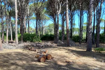 Alberi a Caprera (foto Parco Nazionale)