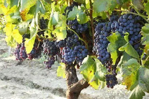 Il vitigno del Cannonau