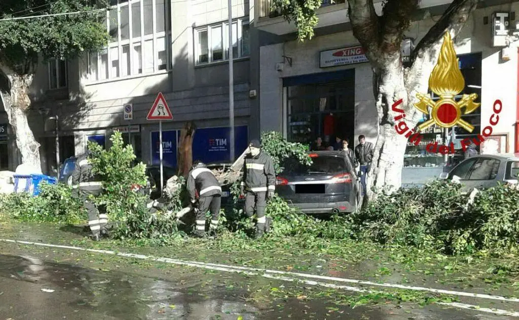 L'intervento in viale Trieste a Cagliari per un albero crollato sulle auto