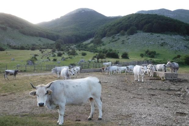 Bovini da carne, la Sardegna è seconda in Italia