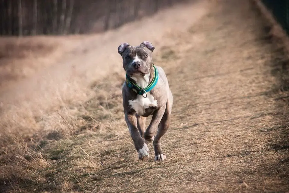 Un American Staffordshire (foto Pixabay)