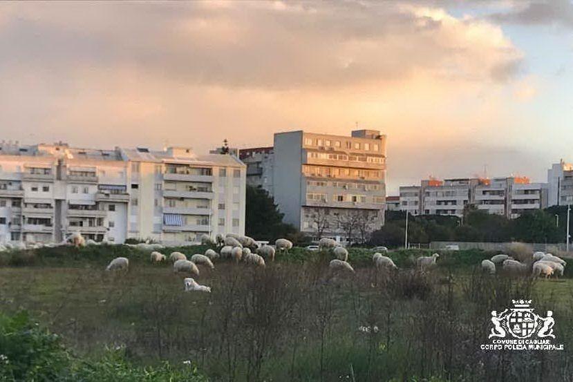 Gregge di pecore invade via Setzu, traffico in tilt a Cagliari