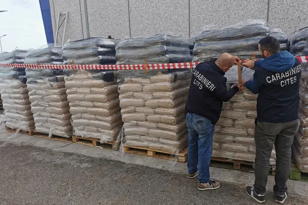 Il pellet sequestrato (foto carabinieri)