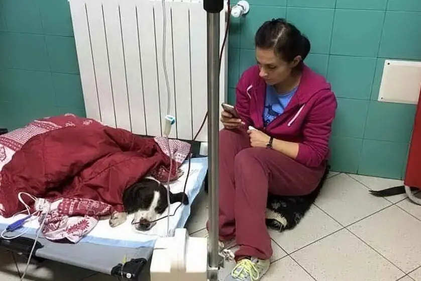 Il cane Freccia vegliato da una veterinaria (foto Facebook)