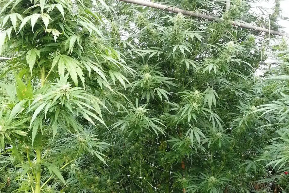 Una piantagione di marijuana