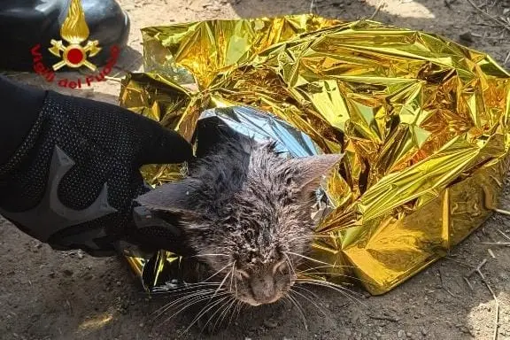 Il gattino salvato a San Sperate