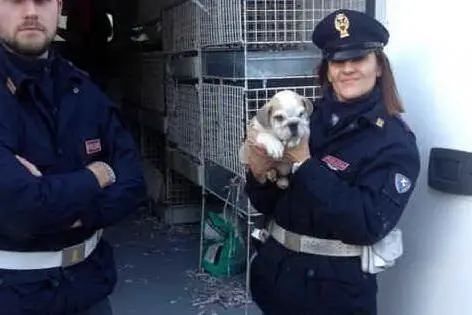 La Polizia ha sequestrato 30 cuccioli