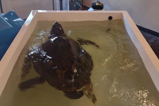 L'esemplare di Caretta caretta che sabato verrà liberato (foto concessa)
