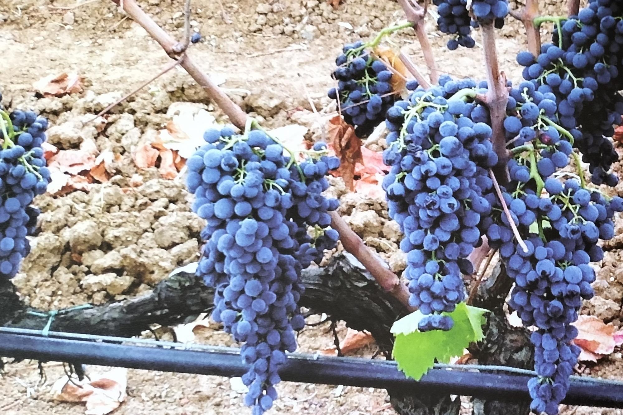 Fra vigne antiche e moderne, Sulcis &quot;re&quot; del vino a caccia di personale
